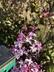 Syringa vulgaris