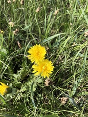 Taraxacum officinale