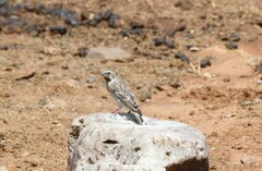 Crithagra atrogularis atrogularis