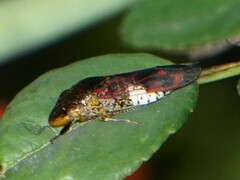 Homalodisca vitripennis