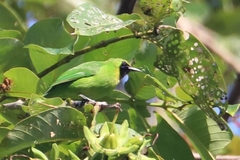 Chloropsis cyanopogon