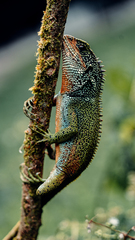 Enyalioides