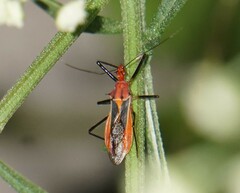 Repipta taurus
