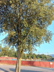 Quercus × morisii