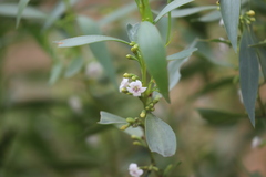 Myoporum montanum