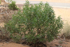 Myoporum montanum