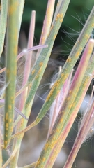 Pucciniastrum epilobii