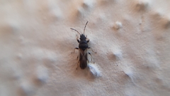 Metopoplax origani