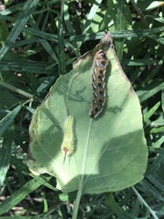 Apatelodes pudefacta