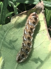 Apatelodes pudefacta