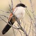 Burchell's Coucal - Photo (c) Derek Keats, some rights reserved (CC BY)