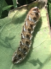 Apatelodes pudefacta