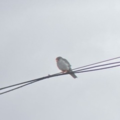 Falco amurensis
