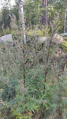 Artemisia vulgaris