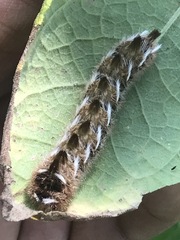 Apatelodes pudefacta