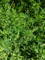 Lotus uliginosus