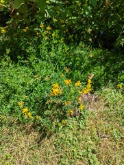 Lotus uliginosus