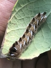 Apatelodes pudefacta