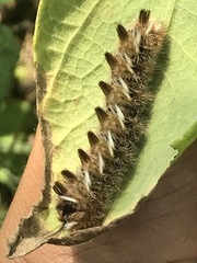 Apatelodes pudefacta