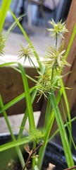 Cyperus engelmannii