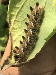 Apatelodes pudefacta