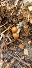 Psilocybe