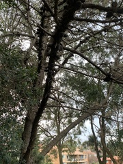 Callitris rhomboidea