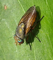 Rhyncomya columbina