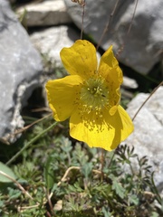 Papaver alpinum