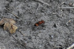 Pseudomethoca simillima