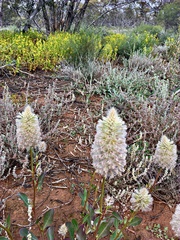 Ptilotus nobilis