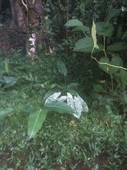 Caladium bicolor