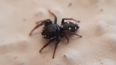 Heliophanus lineiventris