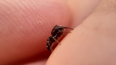 Heliophanus lineiventris