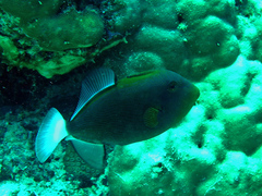 Melichthys vidua