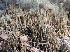 Cladonia cornuta cornuta
