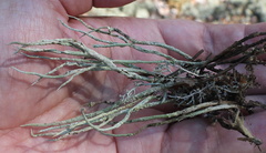 Cladonia cornuta cornuta