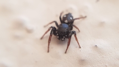 Heliophanus lineiventris