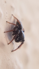 Heliophanus lineiventris