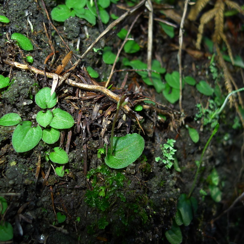 Cyrtostylis rotundifolia Hook.f.