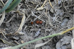 Pseudomethoca simillima