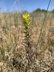 Orthocarpus luteus