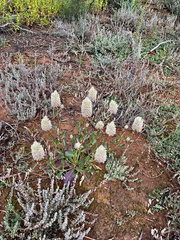Ptilotus nobilis