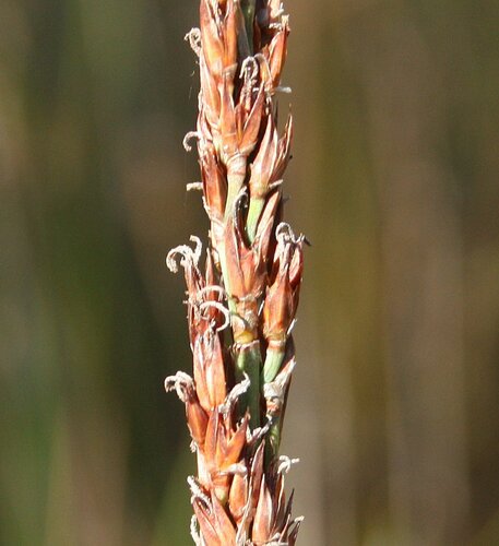 Anarthria gracilis