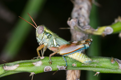 Chloroplus cactocaetes