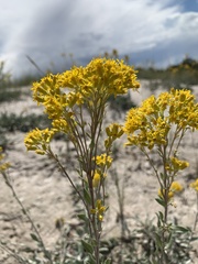 Solidago nana