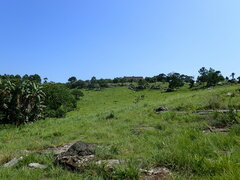 Delosperma subpetiolatum