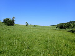 Delosperma subpetiolatum