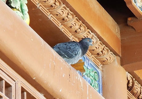 Feral Pigeon