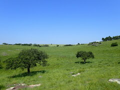 Delosperma subpetiolatum